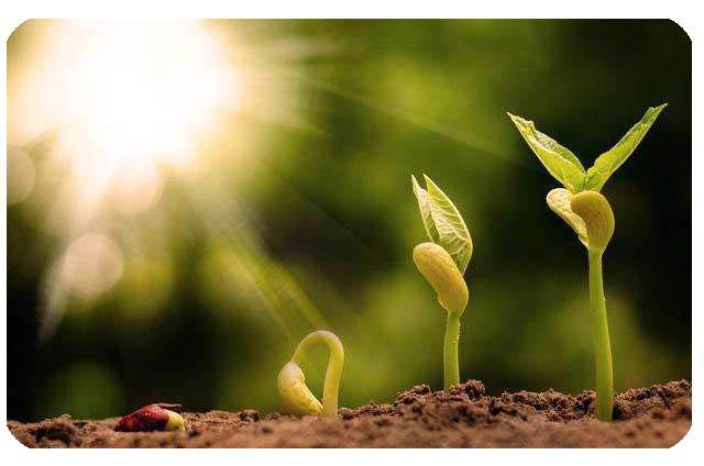 The Original Classic Frosted Crystal Singing Bowls 6'' to 12'' 7